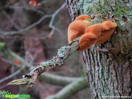 Pstřeň dubový - Fistulina hepatica - Foto Robert Kopecký