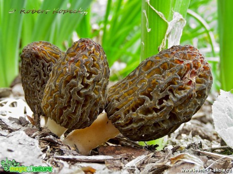 Smrž pražský - Morchella pragensis - Foto Robert Kopecký