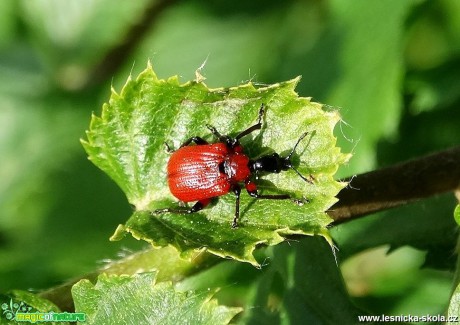 Bohatý svět hmyzu - Foto Miloslav Míšek (2)