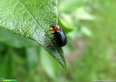 Bohatý svět hmyzu - Foto Miloslav Míšek (3)