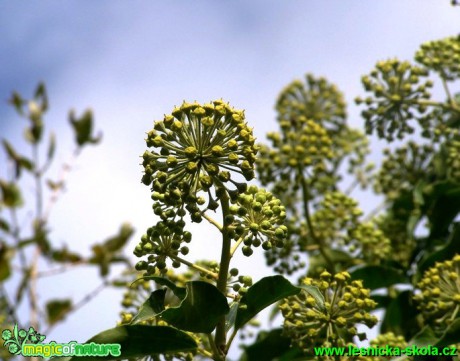 Břečťan popínavý - Hedera helix - Foto David Hlinka