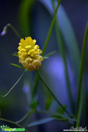 Krása rostlin - Foto Pavel Ulrych (18)