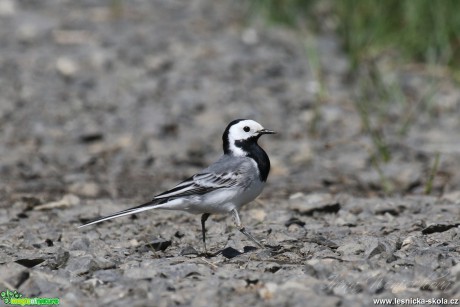 Konipas bílý - Motacilla alba - Foto Irena Wenischová