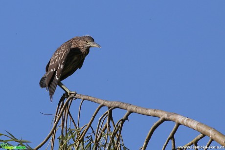 Kvakoš noční - Nycticorax nycticorax - Foto Irena Wenischová