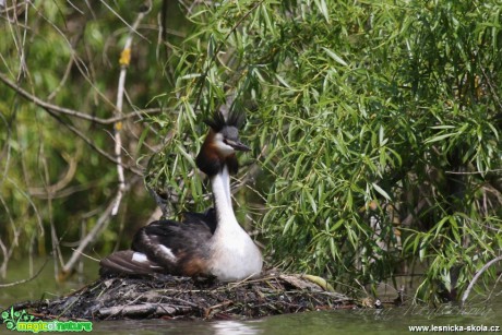 Potápka roháč - Podiceps cristatus - Foto Irena Wenischová