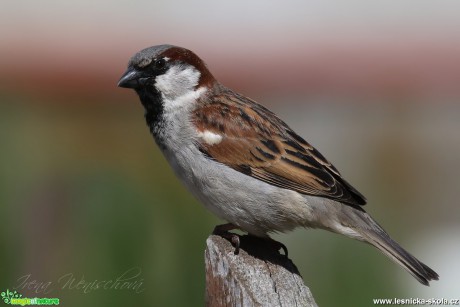 Vrabec domácí - Passer domesticus - Foto Irena Wenischová (2)