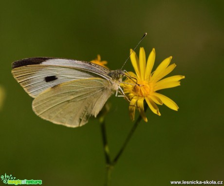 Krása motýlích křídel - Foto Dušan Sedláček (1)