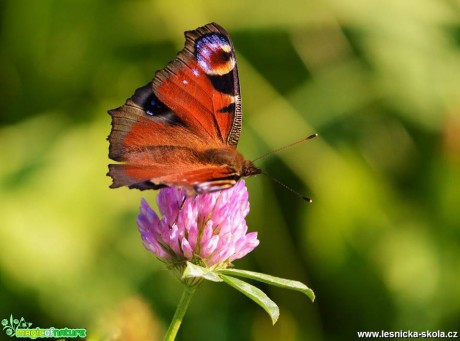 Krása motýlích křídel - Foto Dušan Sedláček (2)