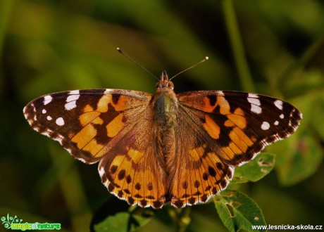 Krása motýlích křídel - Foto Dušan Sedláček (3)
