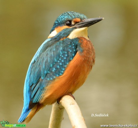 Ledňáček říční - Alcedo atthis - Foto Dušan Sedláček (13)