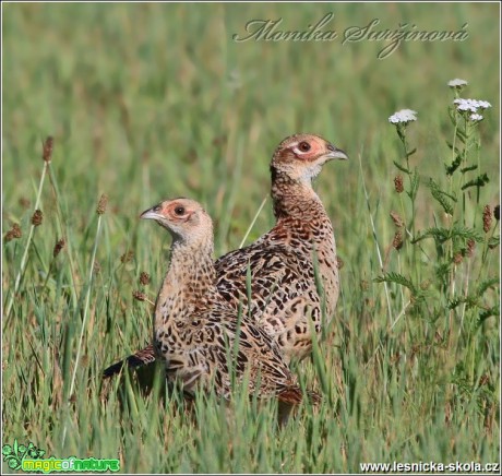 Bažant obecný (samice) - Phasianus colchicus - Foto Monika Suržinová