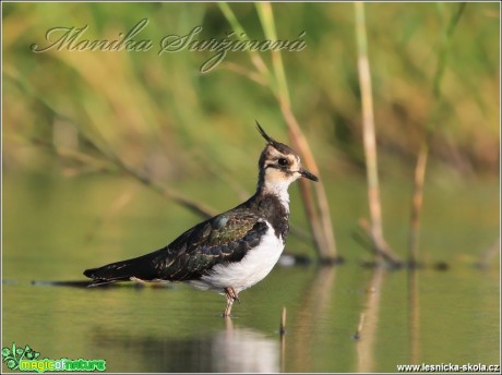 Čejka chocholatá - Vanellus vanellus - Foto Monika Suržinová