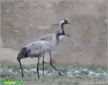 Jeřáb popelavý - Grus grus - Foto Monika Suržinová