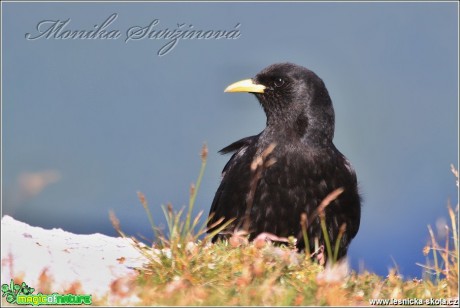 Kavče žlutozobé - Pyrrhocorax graculus - Foto Monika Suržinová