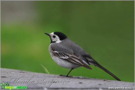 Konipas bílý - Motacilla alba - Foto Monika Suržinová