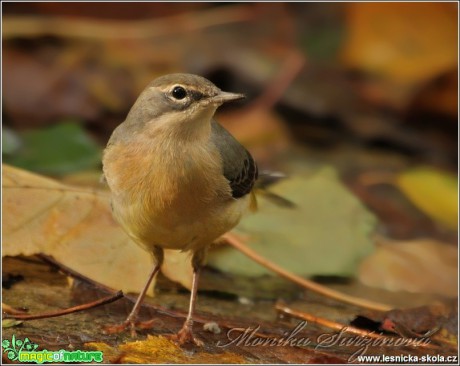 Konipas horský - Motacilla cinerea - Foto Monika Suržinová