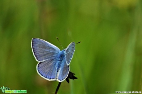 Život na zahradě - Foto Marie Vykydalová (4)