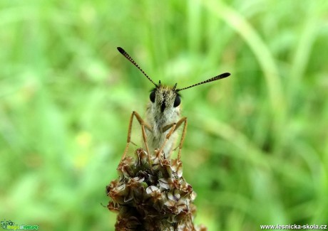 Bohatý svět hmyzu - Foto Miloslav Míšek (13)