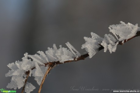 Únorové ráno u rybníku Hraničář - Foto Irena Wenischová (2)