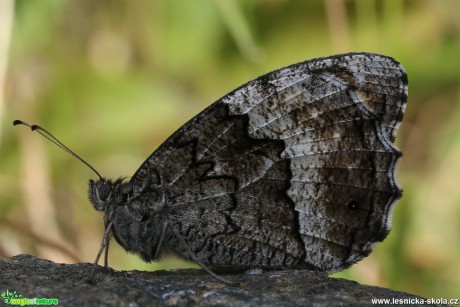 Okáč medyňkový - Hipparchia fagi - Foto Irena Wenischová