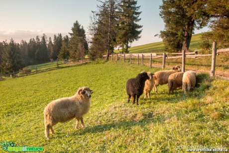 Domácí zvířata na horách - Foto Jozef Pitoňák (1)