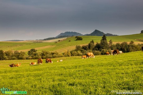 Domácí zvířata na horách - Foto Jozef Pitoňák (5)