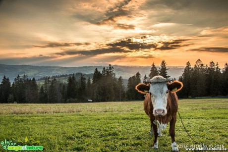 Domácí zvířata na horách - Foto Jozef Pitoňák (8)