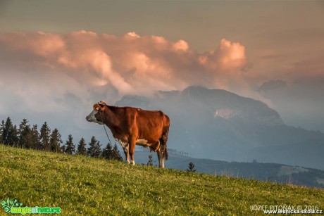 Domácí zvířata na horách - Foto Jozef Pitoňák (9)