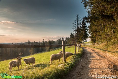 Domácí zvířata na horách - Foto Jozef Pitoňák (10)