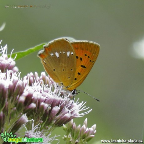 Ohniváček celíkový - Lycaena virgaureae - Foto Robert Kopecký