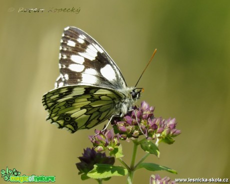 Okáč bojínkový - Melanargia galathea - Foto Robert Kopecký