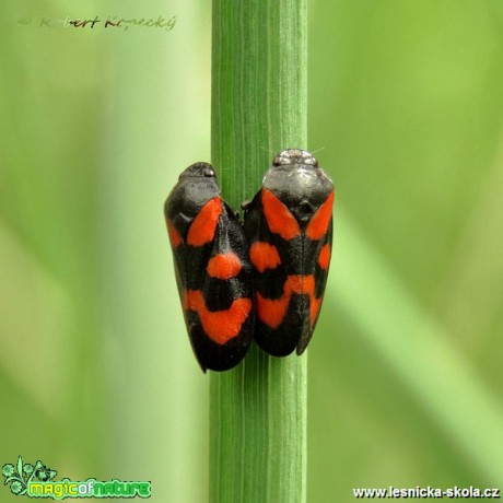 Pěnodějka krvavá - Cercopis vulnerata - Foto Robert Kopecký