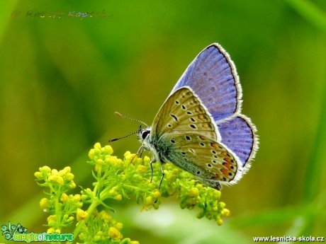 Modrásek jehlicový - Polyommatus icarus ♂ - Foto Robert Kopecký (1)