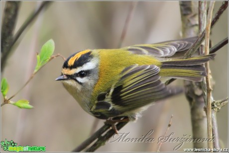 Králíček ohnivý - Regulus ignicapillus - Foto Monika Suržinová