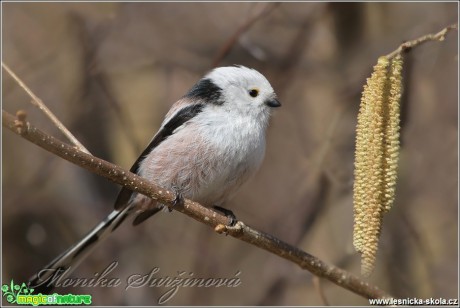 Mlynařík dlouhoocasý - Aegithalos caudatus - Foto Monika Suržinová