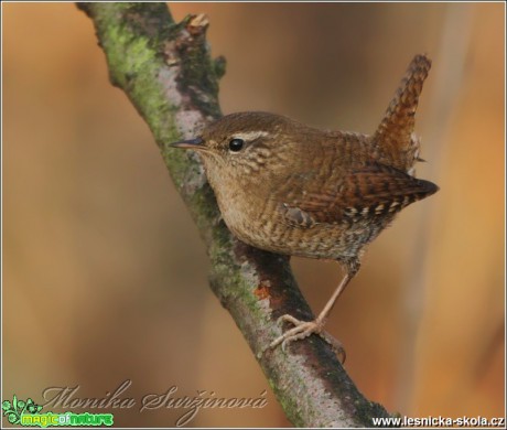 Střízlík obecný - Troglodytes troglodytes - Foto Monika Suržinová (2)