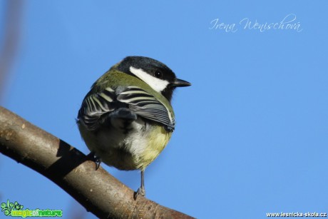 Sýkora koňadra - Parus major - Foto Irena Wenischová (8)