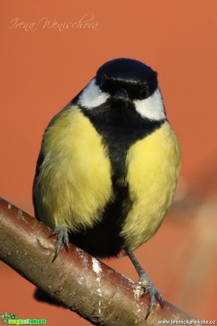 Sýkora koňadra - Parus major - Foto Irena Wenischová (11)