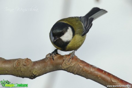 Sýkora koňadra - Parus major - Foto Irena Wenischová (15)