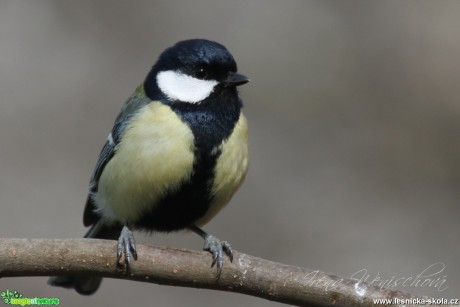 Sýkora koňadra (samec) - Parus major - Foto Irena Wenischová