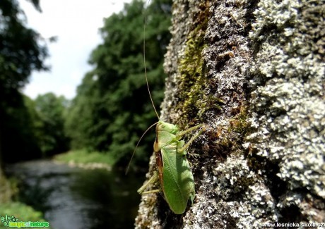Kobylka zelená - Tettigonia viridissima - Foto Miloslav Míšek (2)