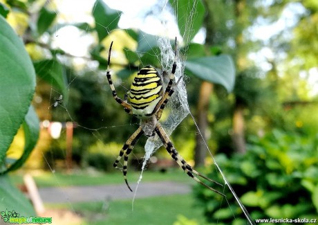 Křižák pruhovaný - Argiope bruennichi - Foto Miloslav Míšek