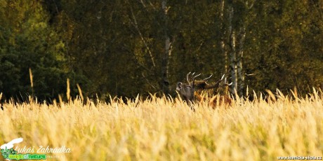 Jelení zvěř - Foto Lukáš Zahrádka (5)