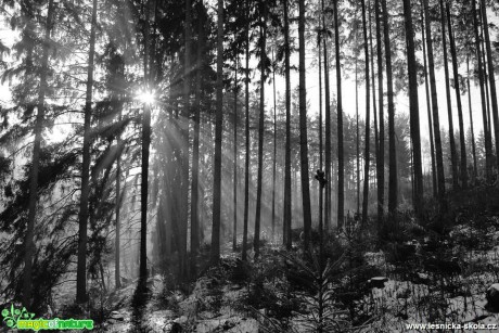 Slunce v lesích při východu - Foto Ladislav Jonák