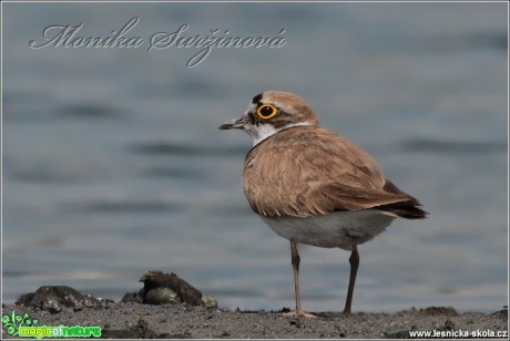 Kulík říční - Charadrius dubius - Foto Monika Suržinová