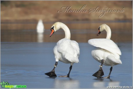 Labuť velká - Cygnus olor - Foto Monika Suržinová (1)