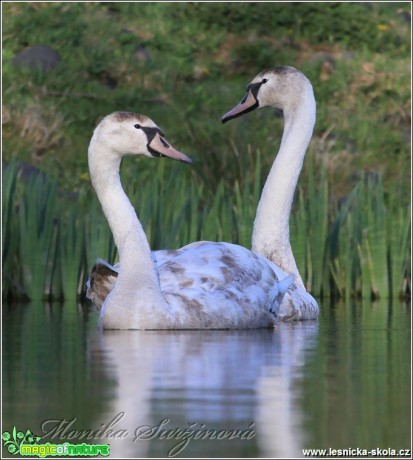 Labuť velká - Cygnus olor - Foto Monika Suržinová (3)