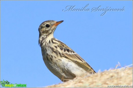 Linduška luční - Anthus pratensis - Foto Monika Suržinová (2)