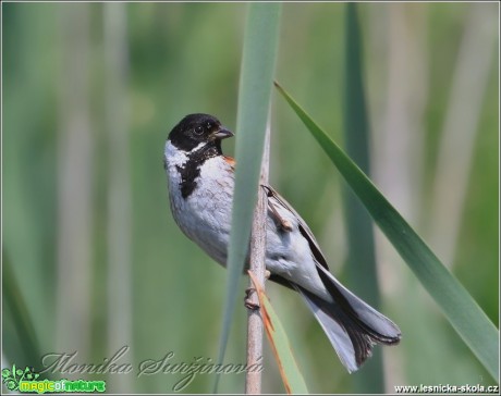 Strnad rákosní (samec) - Emberiza schoeniclus - Foto Monika Suržinová