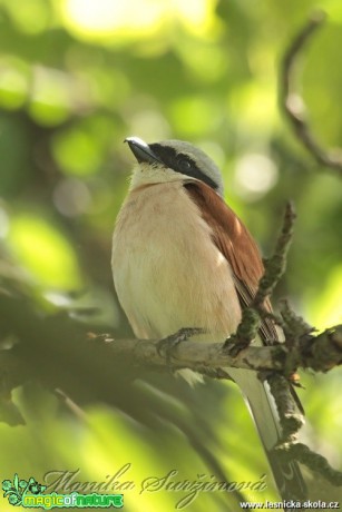 Ťuhýk obecný (samec) - Lanius collur io - Foto Monika Suržinová